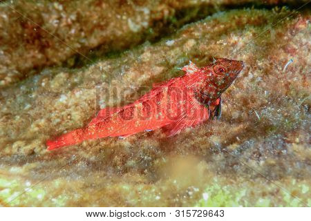 Portrait Of Cute Blenny Fish, Close Up