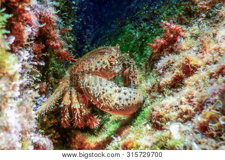 Warty Crab On Reef Underwater Eriphia Verrucosa