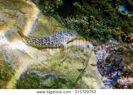 Portrait Of Cute Blenny Fish, Close Up