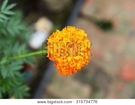 Nice Marigold Flowers On The Tree With Green Leaves Background