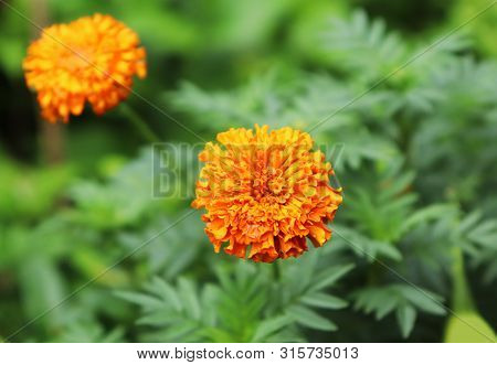 Beautiful Marigold Flowers On Tree In The Garden. Yellow Marigold Flower