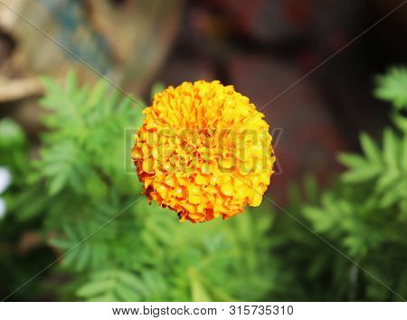 Beautiful Yellow Marigold Flowers On Tree In The Garden