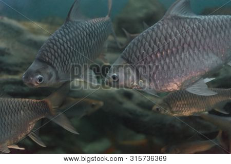 The Golden Belly Barb Fish, Puntius Daruphani,