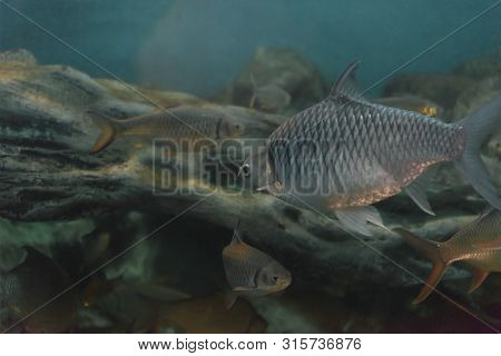 The Golden Belly Barb Fish, Puntius Daruphani,