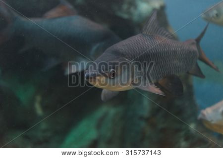 Fish : Mahseer Barb (neolissochilus Stracheyi)