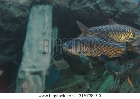 Fish : Mahseer Barb (neolissochilus Stracheyi)