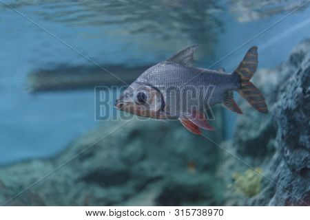 Flagtail Characin (semaprochilodus Taeniurus)