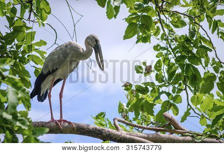 The Asian Or Asian Openbill Stork (anastomus Oscitans) In Nature Of Thailand