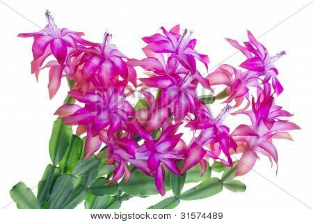 粉红色 Idoor 花