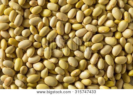 Dry Organic Yellow Mayocoba Beans