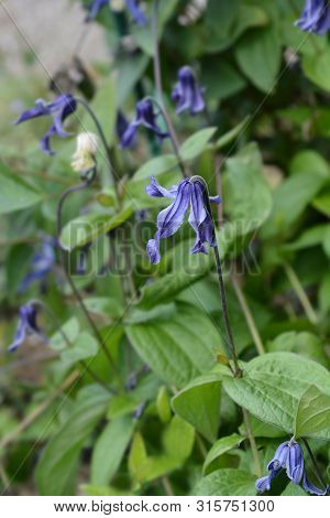Clematis Hendersonii - Latin Name - Clematis Integrifolia Hendersonii