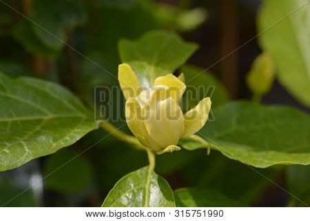 Chinese Sweetshrub Flower Bud - Latin Name - Calycanthus Chinensis