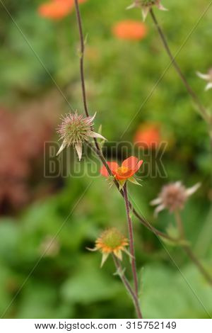 Dwarf Orange Avens Flower - Latin Name - Geum Coccineum