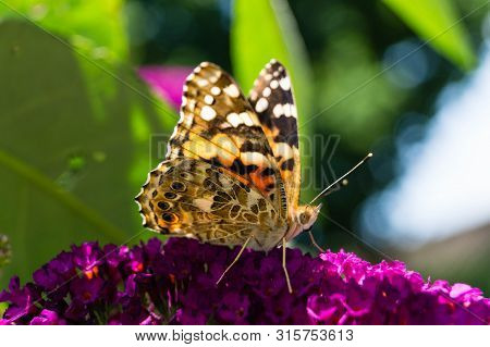 Butterfly Vanessa Cardui Or Cynthia Cardui In The Garden