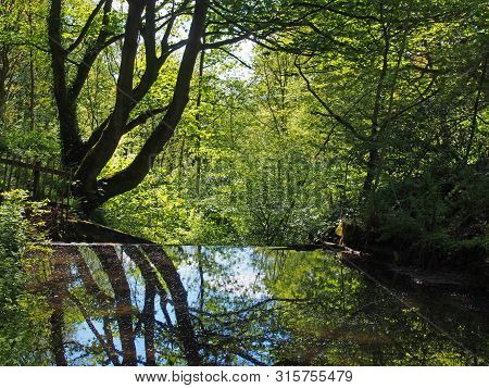Forest Trees Reflected In A Calm River With Dense Tangled Vibrant Sunlit Green Summer Foliage In Cal