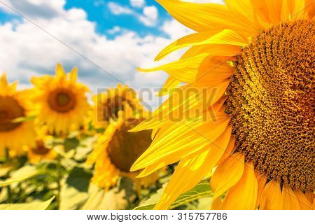 Sunflower Head Close Up, Blooming Helianthus Annuus Crop Flower In Field In Bright Sunlight