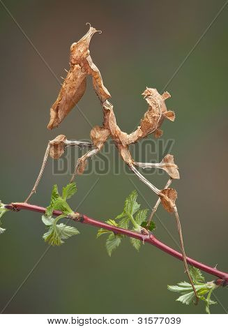 Alien Mantis