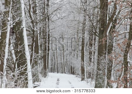 Bavarian Winter Landscape Next Next To Schwandorf, Charlottenhofer Weihergebiet