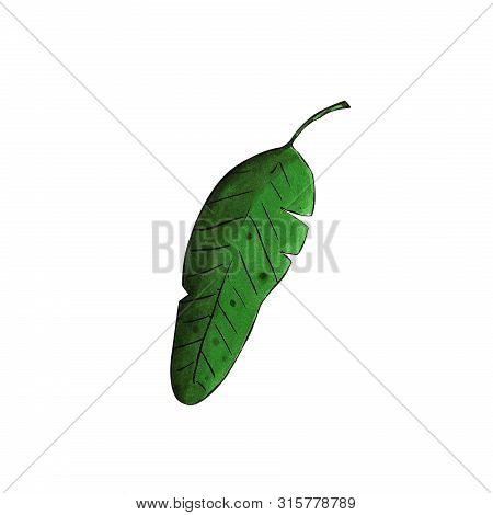 Banan Leaf On White Background. Hand Draw Illustration