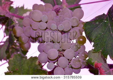 Violet Grapes In The Evening, Algeria, Africa