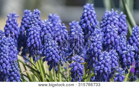 Common Grape Hyacinth Or Starch Grape Hyacinth (muscari Neglectum)