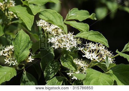 Flowering Siberian Dogwood. White Flowers Hedges (cornus Alba)