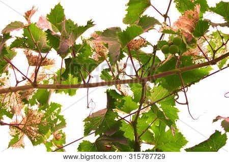 Branches Of Green And Brown Leaves By Summer