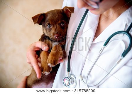The Vet Examines A Puppy In The Hospital. The Little Dog Got Sick. Puppy In The Hands Of A Veteran D