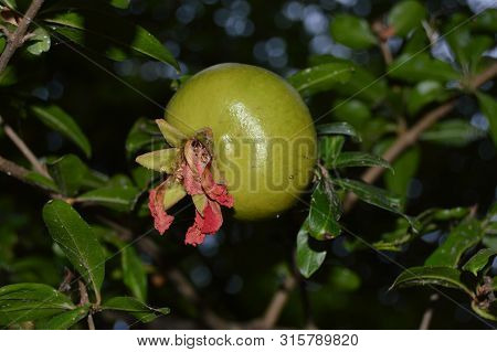 A Pomegrenate Hanging On A Tree By Night