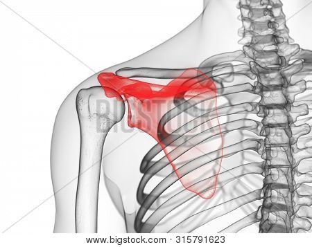 3d rendered medically accurate illustration of the scapula