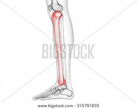 3d rendered medically accurate illustration of the tibia bone
