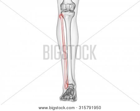 Fibula Images, Illustrations & Vectors (Free) - Bigstock