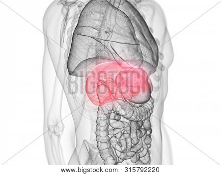 3d rendered medically accurate illustration of the liver