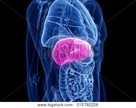 3d rendered medically accurate illustration of the liver