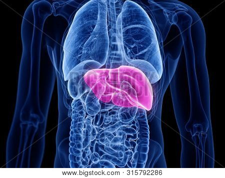 3d rendered medically accurate illustration of the liver