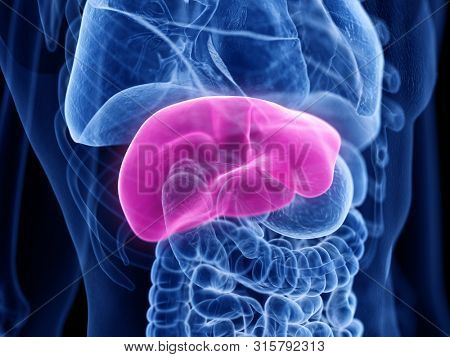 3d rendered medically accurate illustration of the liver