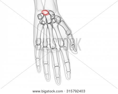 3d rendered medically accurate illustration of the lunate bone