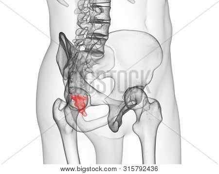 3d rendered medically accurate illustration of the coccyx