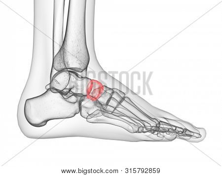 3d rendered medically accurate illustration of the navicular bone