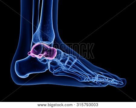 3d rendered medically accurate illustration of the talus bone