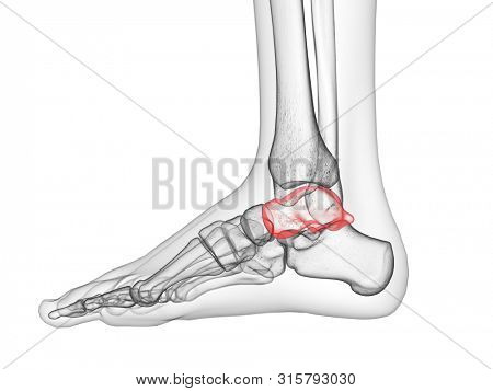 3d rendered medically accurate illustration of the talus bone