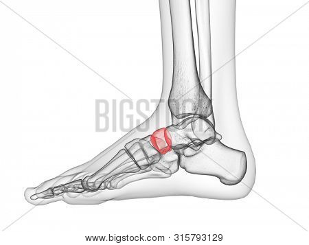 3d rendered medically accurate illustration of the navicular bone