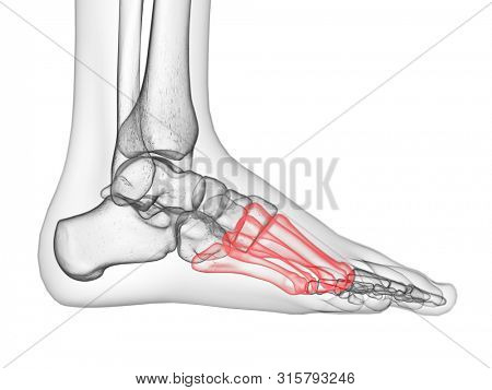3d rendered medically accurate illustration of the metatarsal bone
