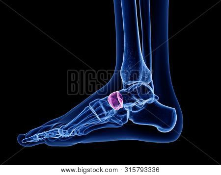 3d rendered medically accurate illustration of the navicular bone