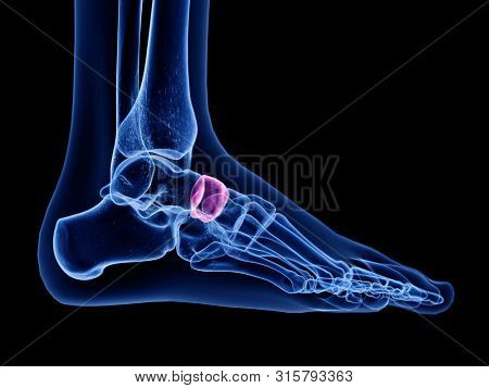 3d rendered medically accurate illustration of the navicular bone