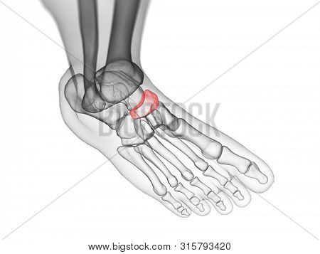 3d rendered medically accurate illustration of the navicular bone