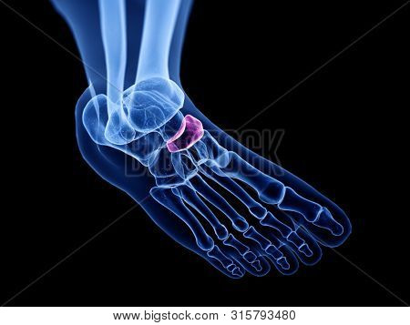 3d rendered medically accurate illustration of the navicular bone
