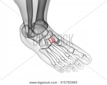 3d rendered medically accurate illustration of the intermediate cuneiform bone
