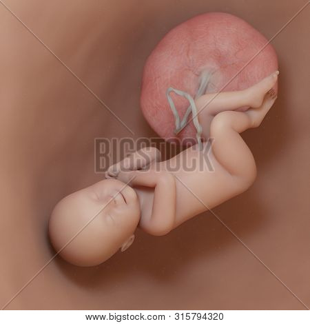 3d rendered medically accurate illustration of a human fetus - week 40