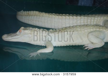 희귀 알 비 노 화이트 악어 측면도 2015